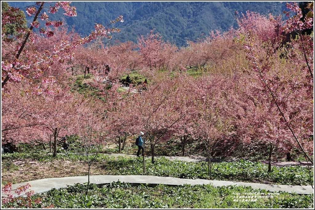 福壽山農場千櫻園-2022-03-140.jpg