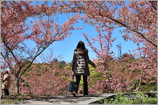 福壽山農場千櫻園-2022-03-142.jpg