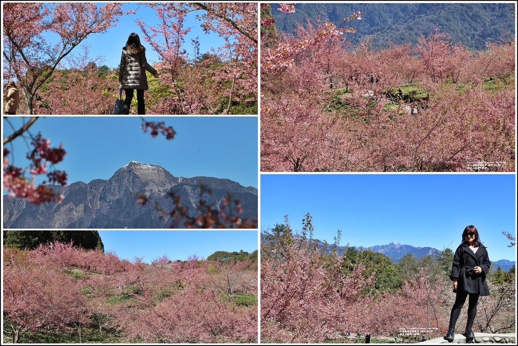 福壽山農場千櫻園-2022-03-146.jpg