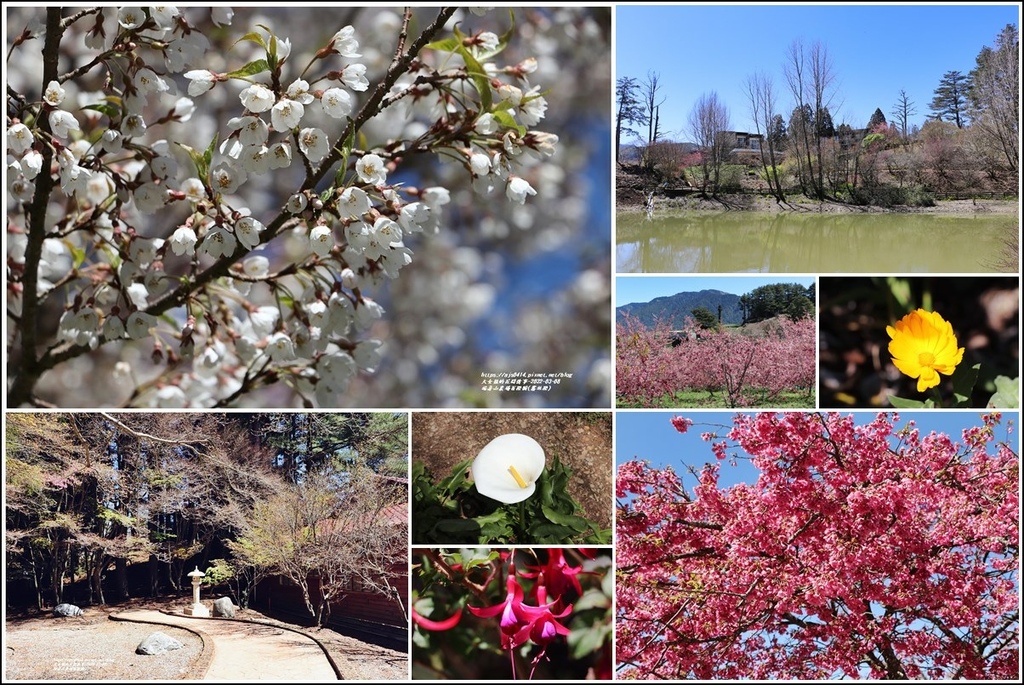 福壽山農場百櫻園-2022-03-15.jpg