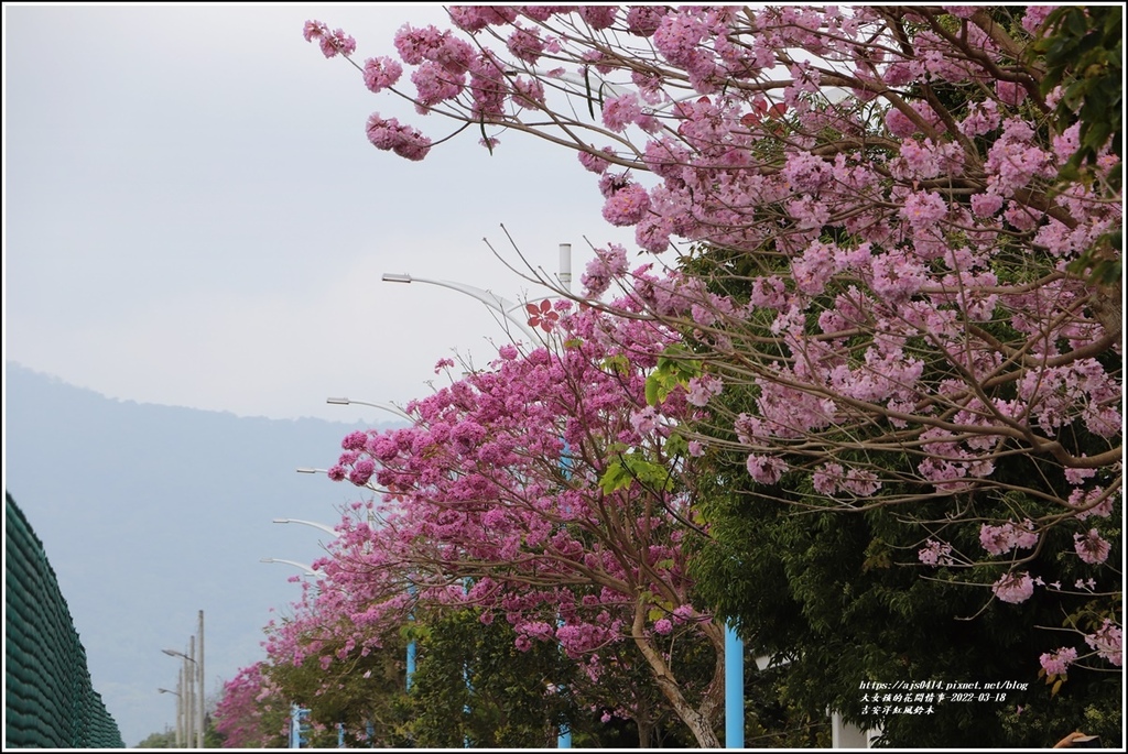 吉安洋紅風鈴木-2022-03-09.jpg