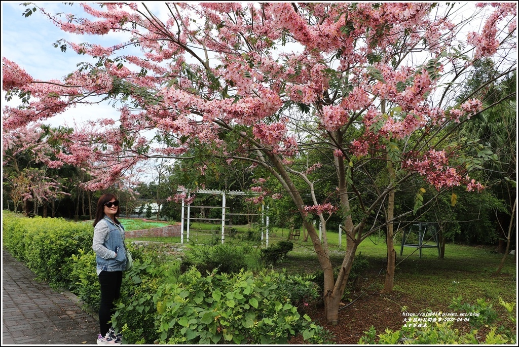 玉里花旗木-2022-04-16.jpg