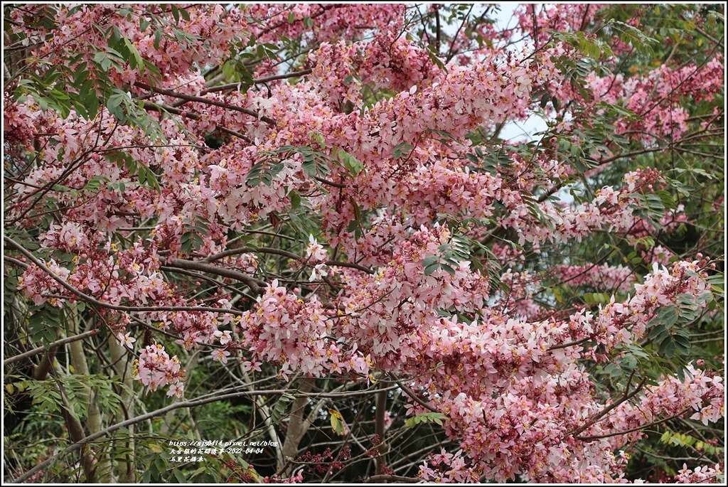 玉里花旗木-2022-04-37.jpg