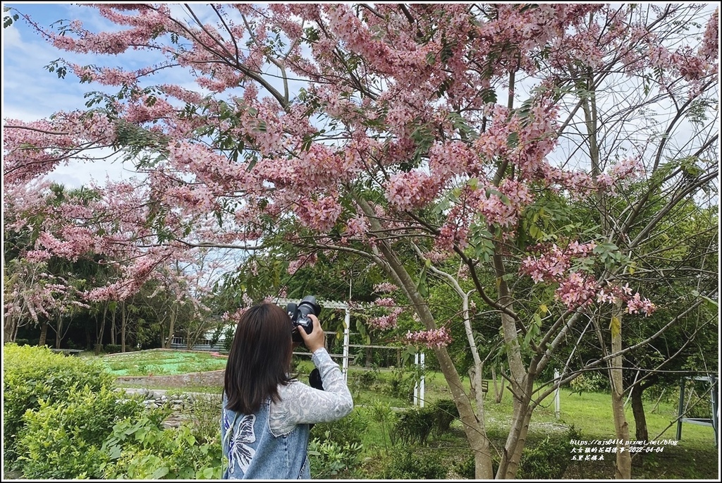 玉里花旗木,花蓮玉里,桃紅陣雨樹,啟模社區公園,花旗木,三月櫻,泰國櫻花,花蓮,玉里鎮,賞花