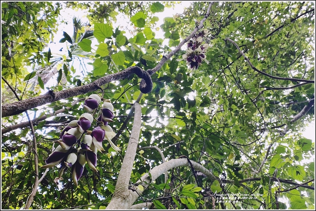 瑞穗虎頭山步道血藤-2022-04-08.jpg