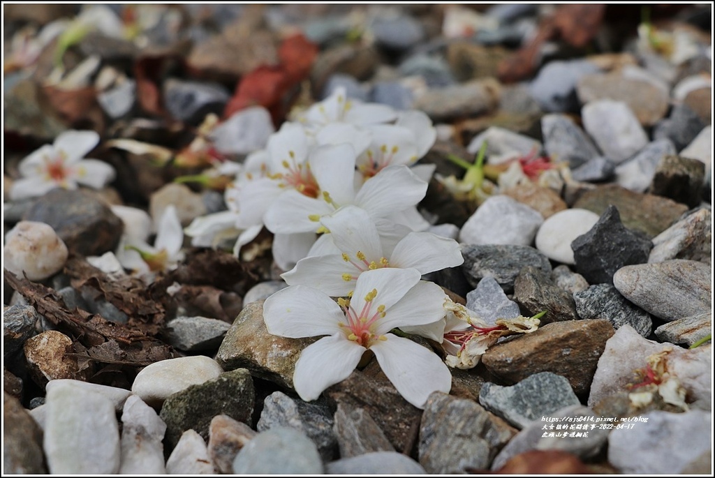 虎頭山步道桐花-2022-04-08.jpg