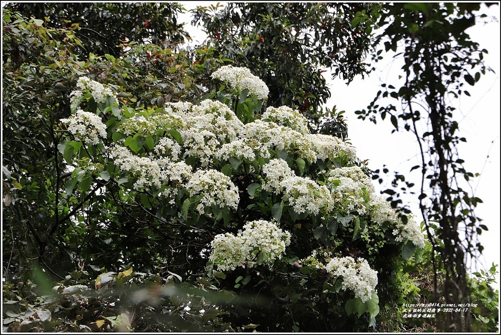 虎頭山步道桐花-2022-04-10.jpg