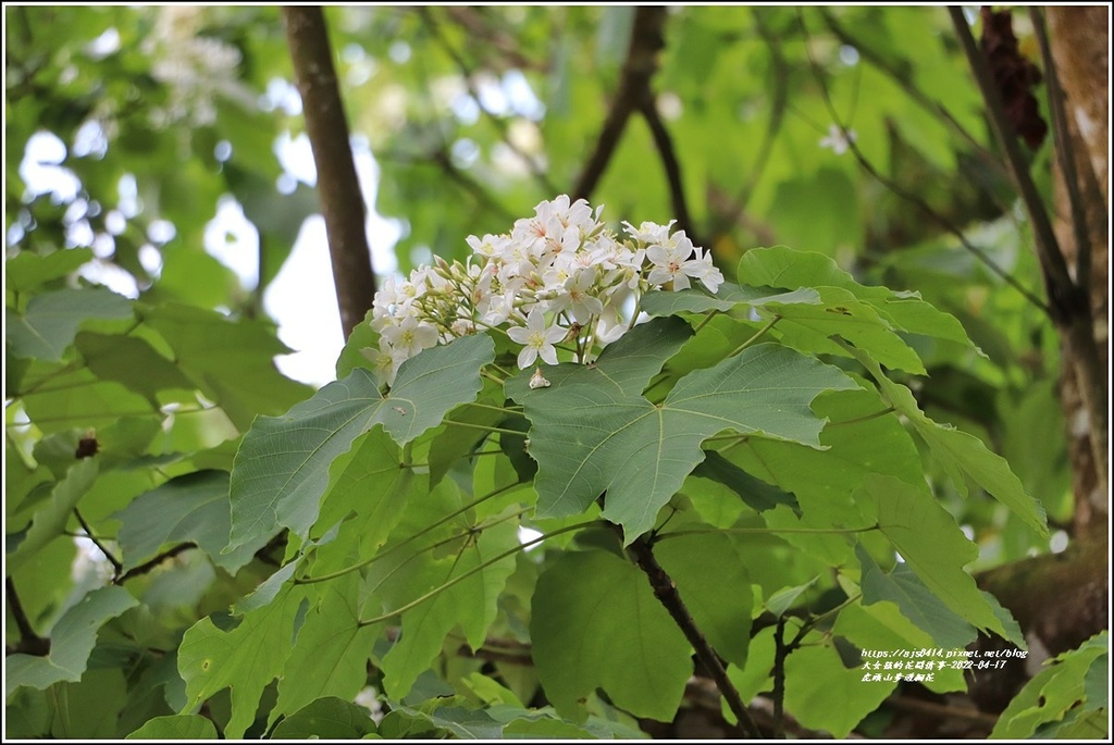 虎頭山步道桐花-2022-04-13.jpg