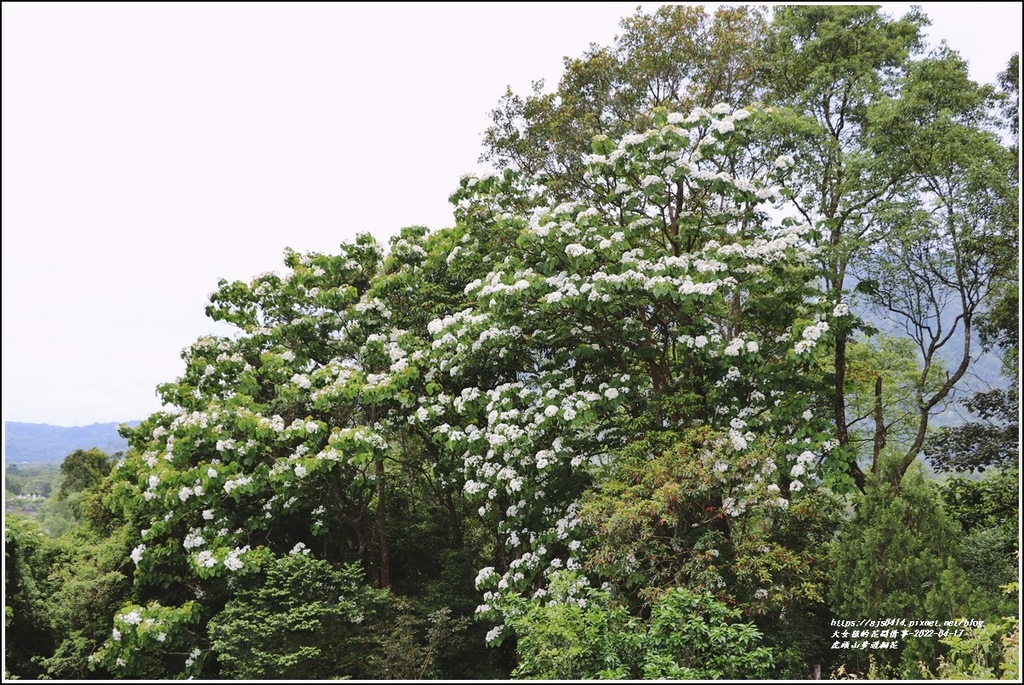 虎頭山步道桐花-2022-04-18.jpg