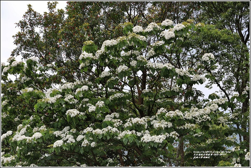 虎頭山步道桐花-2022-04-19.jpg