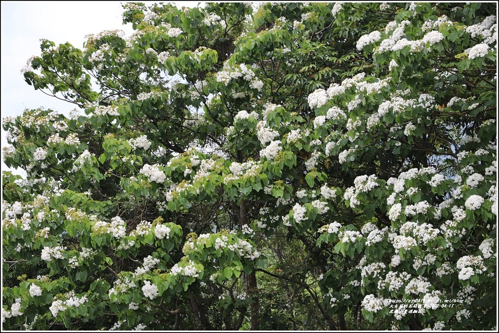 虎頭山步道桐花-2022-04-20.jpg