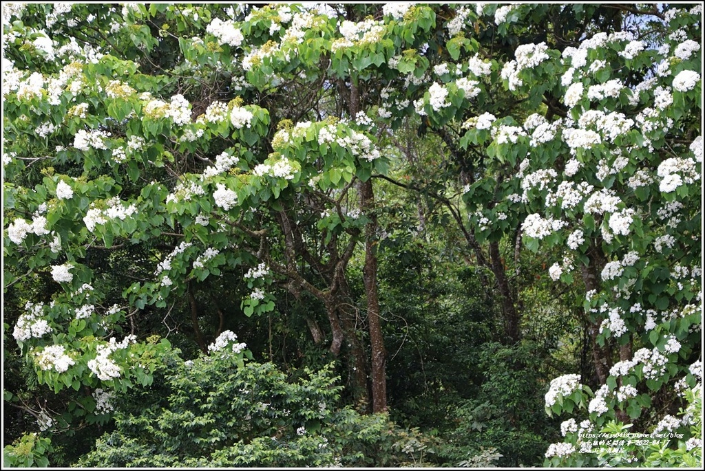 虎頭山步道桐花-2022-04-21.jpg