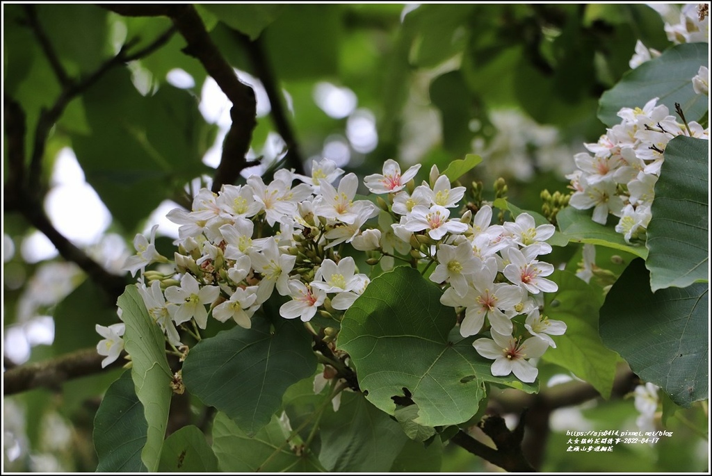 虎頭山步道桐花-2022-04-30.jpg