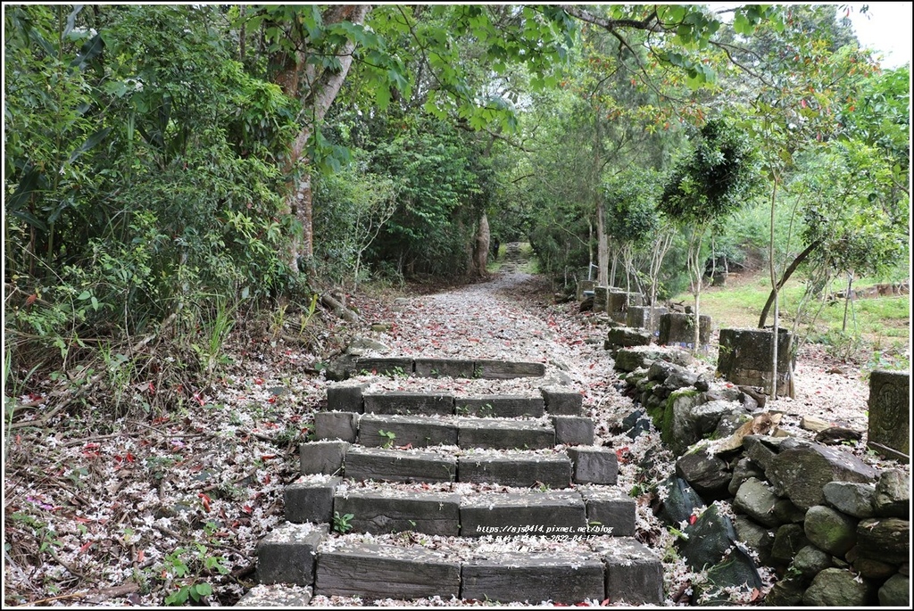 虎頭山步道桐花-2022-04-54.jpg