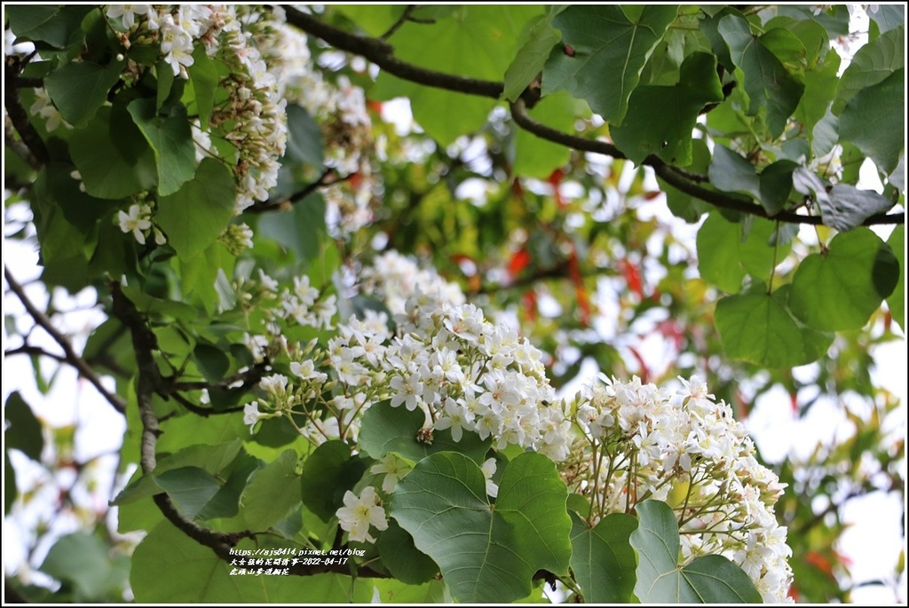 虎頭山步道桐花-2022-04-56.jpg