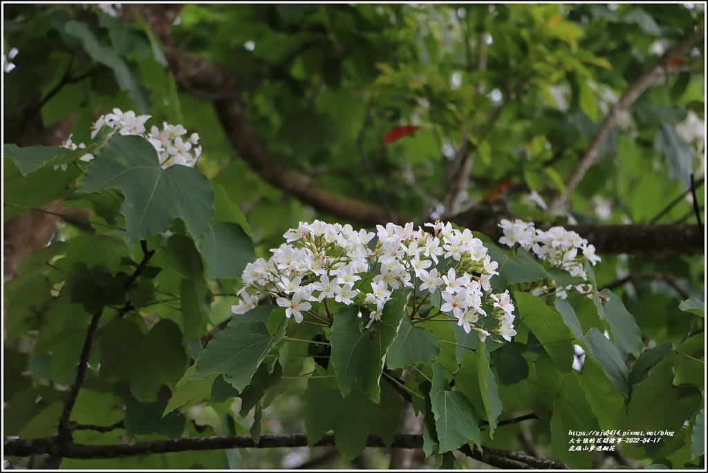 虎頭山步道桐花-2022-04-55.jpg