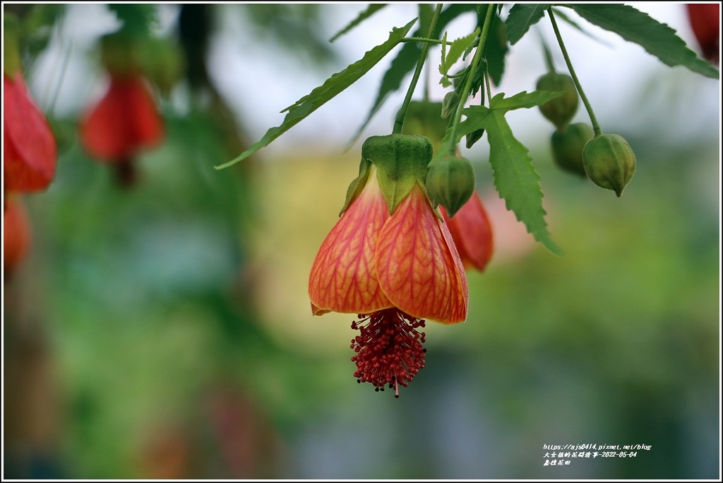 嘉德花田-2022-05-06.jpg