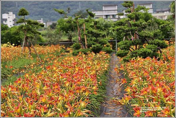 嘉德花田-2022-05-34.jpg