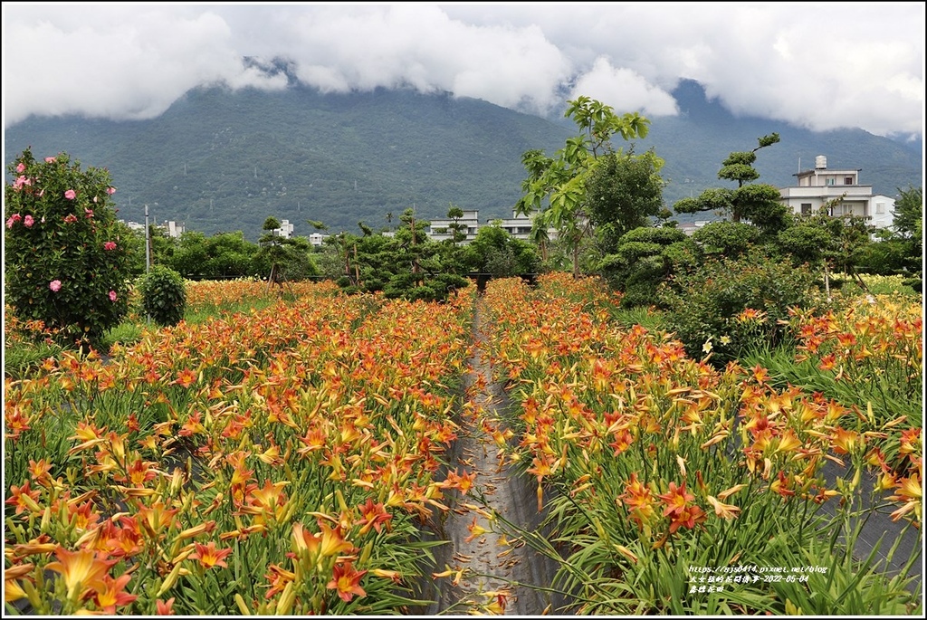 花蓮,吉安鄉,嘉德花田,花海,花季,花蓮景點