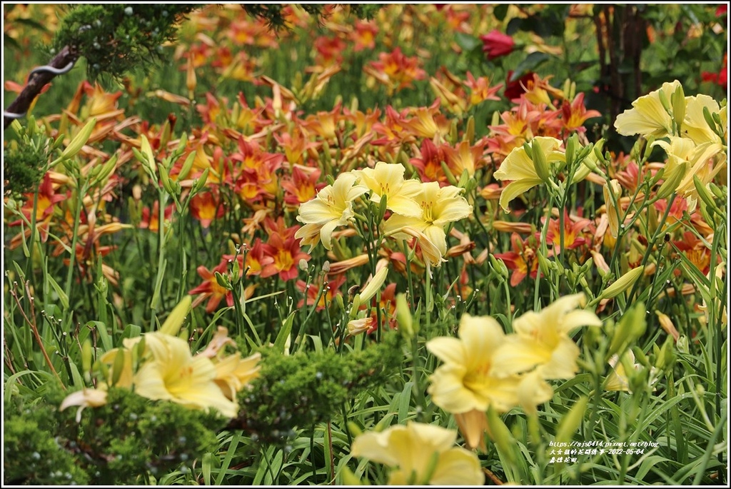 嘉德花田-2022-05-50.jpg