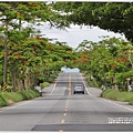 花蓮193鳳凰木(樂德公路段)-2022-05-02.jpg