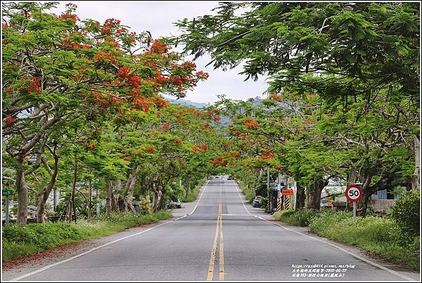 花蓮193鳳凰木(樂德公路段)-2022-05-05.jpg