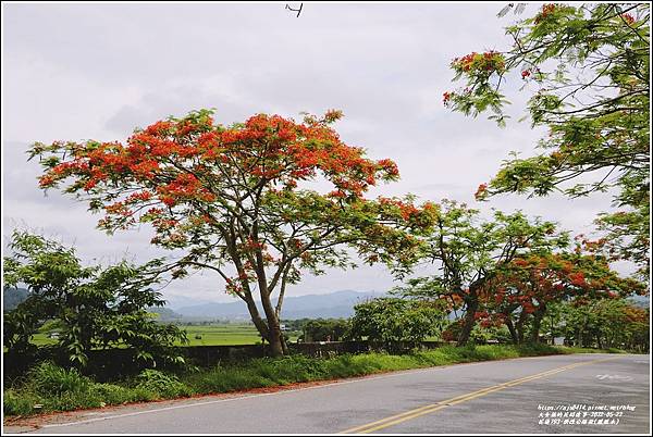 花蓮193鳳凰木(樂德公路段)-2022-05-12.jpg