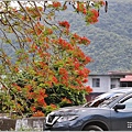 花蓮193鳳凰木(樂德公路段)-2022-05-07.jpg