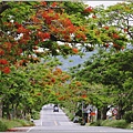 花蓮193鳳凰木(樂德公路段)-2022-05-16.jpg