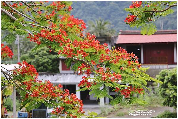 花蓮193鳳凰木(樂德公路段)-2022-05-20.jpg