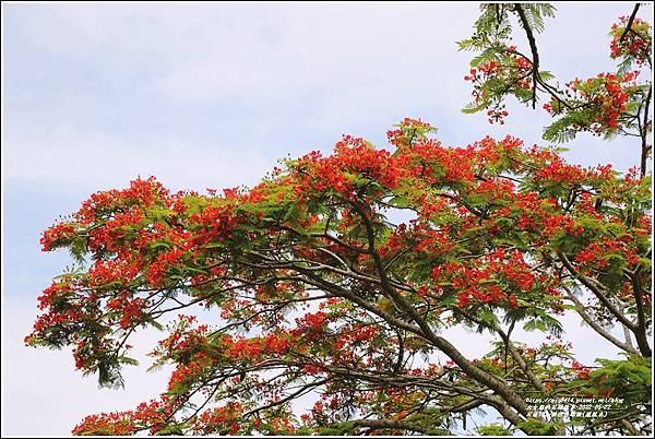 花蓮193鳳凰木(樂德公路段)-2022-05-18.jpg