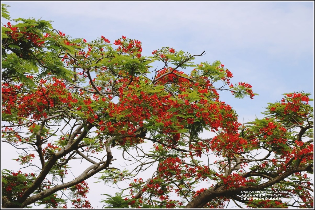 花蓮193鳳凰木(樂德公路段)-2022-05-23.jpg