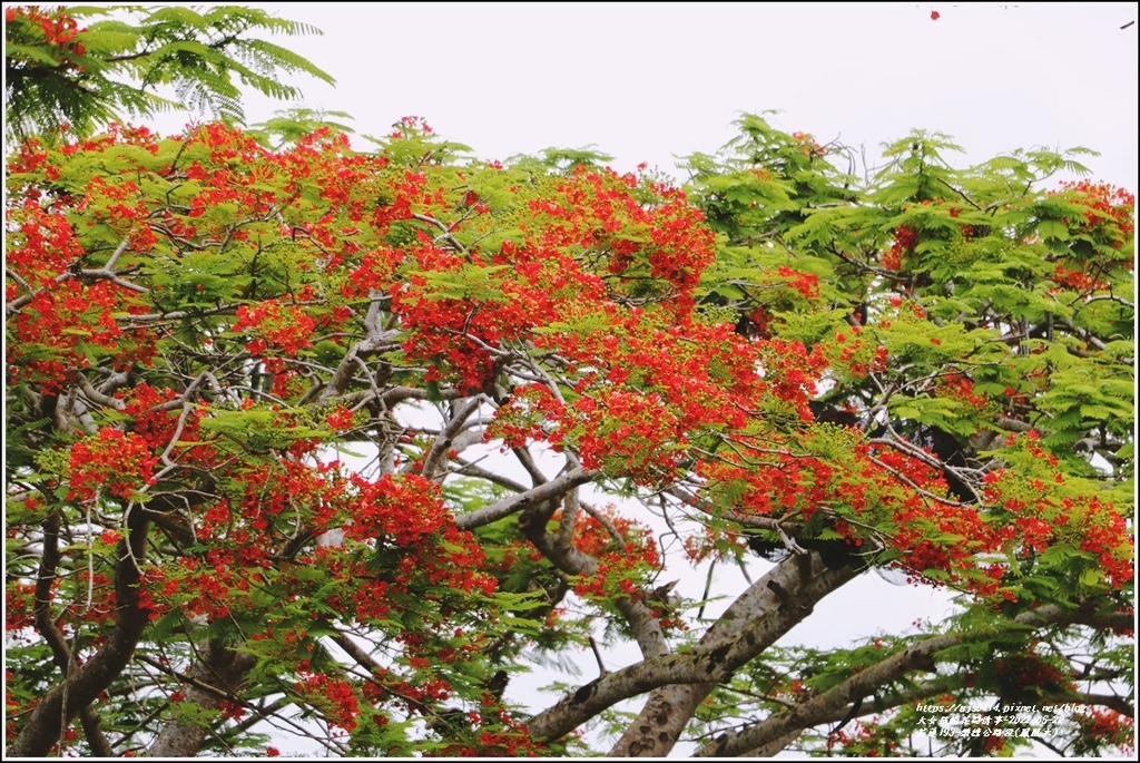 花蓮193鳳凰木(樂德公路段)-2022-05-22.jpg