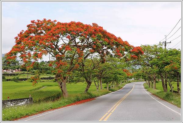 花蓮193鳳凰木(樂德公路段)-2022-05-32.jpg