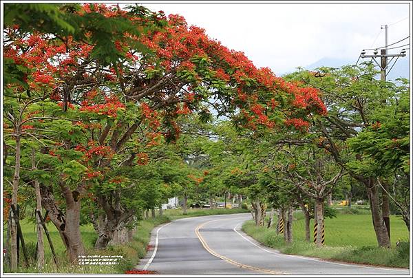 花蓮193鳳凰木(樂德公路段)-2022-05-31.jpg