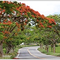 花蓮193鳳凰木(樂德公路段)-2022-05-31.jpg