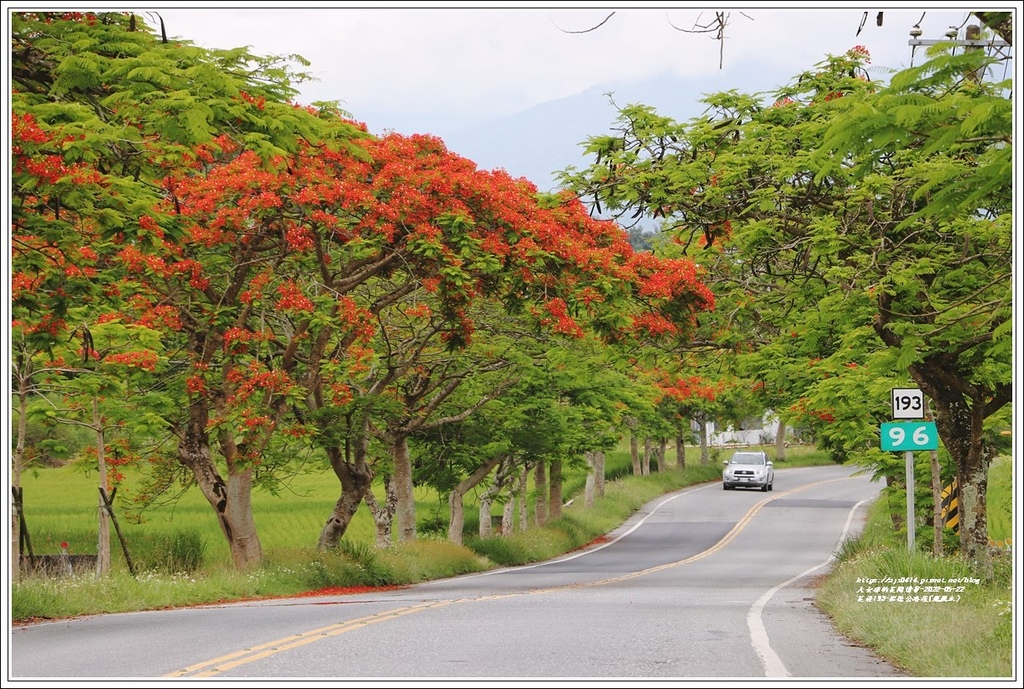 花蓮193鳳凰木(樂德公路段)-2022-05-30.jpg