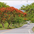 花蓮193鳳凰木(樂德公路段)-2022-05-30.jpg