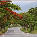 花蓮193鳳凰木(樂德公路段)-2022-05-29.jpg