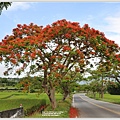 花蓮193鳳凰木(樂德公路段)-2022-05-33.jpg