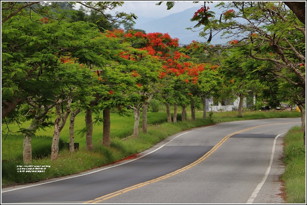 花蓮193鳳凰木(樂德公路段)-2022-05-34.jpg