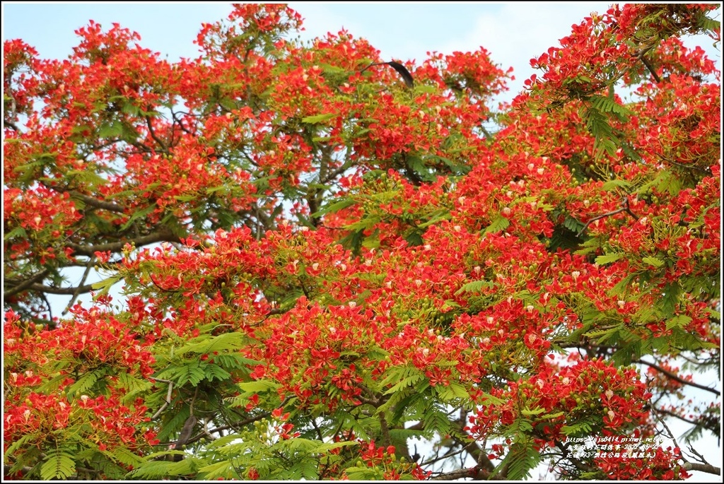 花蓮193鳳凰木(樂德公路段)-2022-05-37.jpg