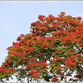 花蓮193鳳凰木(樂德公路段)-2022-05-38.jpg