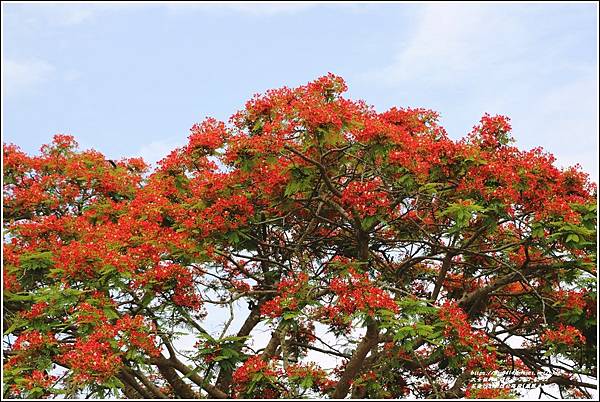 花蓮193鳳凰木(樂德公路段)-2022-05-36.jpg