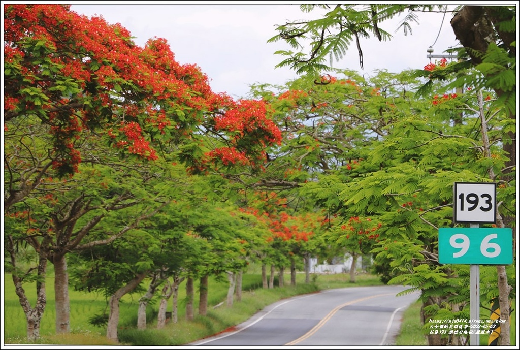 花蓮193鳳凰木(樂德公路段)-2022-05-39.jpg