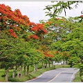 花蓮193鳳凰木(樂德公路段)-2022-05-39.jpg