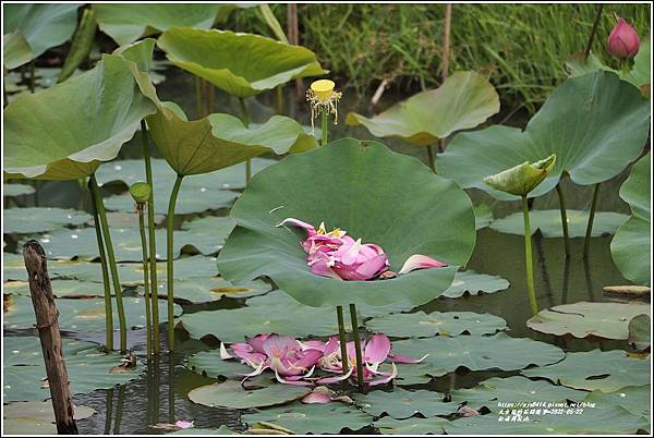 松浦荷花池-2022-05-06.jpg