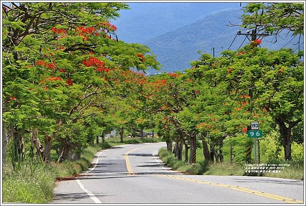 花蓮193線(樂德公路)鳳凰木-2022-05-46.jpg