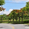 花蓮193線(樂德公路)鳳凰木-2022-05-44.jpg