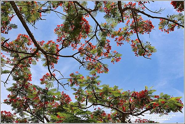 花蓮193線(樂德公路)鳳凰木-2022-05-47.jpg